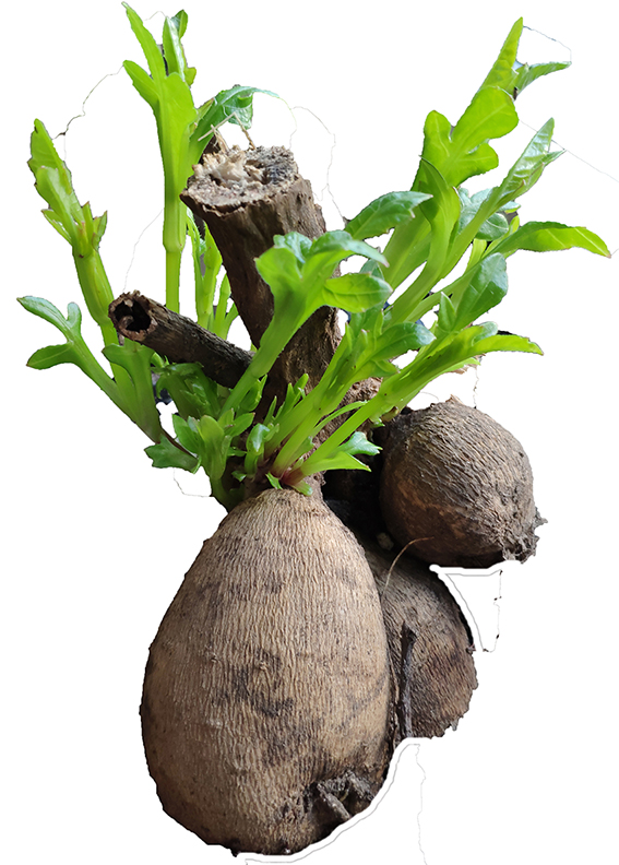 Placeholder image